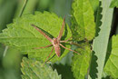 Listspinne, Pisaura mirabilis