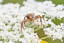 Krabbenspinne, Xysticus sp.