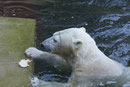 Eisbär
