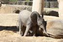 Afrikanischer Elefant