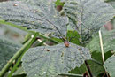 Braunrückenanker, Leiobunum sp.