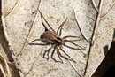 Trauer-Wolfspinne, Pardosa lugubris s. l.