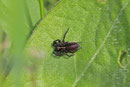 Kleiner Laufwolf, Pardosa cf. pullata