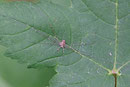 Schneider, Dicranopalpus ramosus
