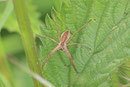 Listspinne, Pisaura mirabilis