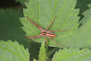 Listspinne, Pisaura mirabilis