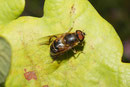 Gem. Keilfleck - Schwebfliege, männl., Eristalis pertinax