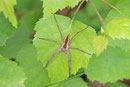 Listspinne, Pisaura mirabilis