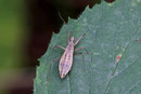 Sumpf-Sichelwanze, weibl., Nabis limbatus