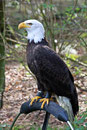 Weisskopfseeadler