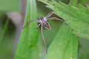 Listspinne, Pisaura mirabilis