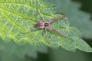 Listspinne, Pisaura mirabilis