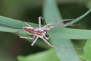 Listspinne, Pisaura mirabilis