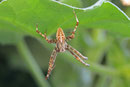 Gartenkreuzspinne, männl., Araneus diadematus