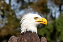 Weisskopfseeadler