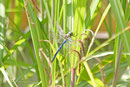 Große Königslibelle, Anax imperator