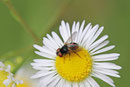 Raupenfliege, Phasia pusilla