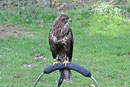Bussard