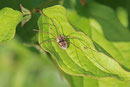 Hornweberknecht, Phalangium opilio