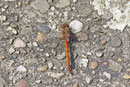 Heidelibelle, Sympetrum sp.