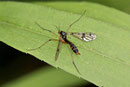 Faltenmücke, weibl., Ptychoptera contaminata