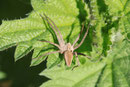 Listspinne, Pisaura mirabilis