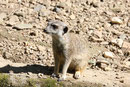 Erdmännchen