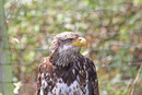 Weißkopfseeadler