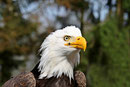 Weisskopfseeadler