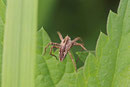 Listspinne, Pisaura mirabilis