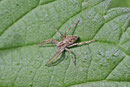 Listspinne, Pisaura mirabilis