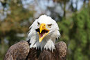 Weisskopfseeadler