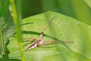 Listspinne, Pisaura mirabilis