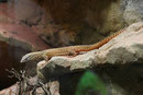 Stachelschwanzwaran, Varanus acanthurus