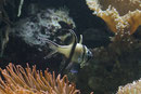 Banggai-Kardinalbarsch, Pterapogon kauderni