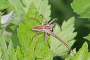 Listspinne, Pisaura mirabilis