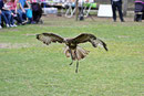Bussard
