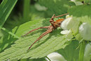 Listspinne, Pisaura mirabilis