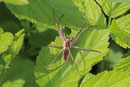 Listspinne, Pisaura mirabilis