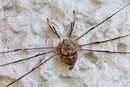 Schneider, Dicranopalpus ramosus