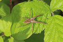 Listspinne, Pisaura mirabilis