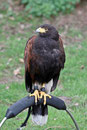 Wüstenbussard