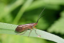 Pilzkopf-Köcherjungfer, Anabolia nervosa