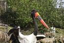 Sattelstorch