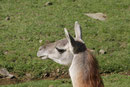 Guanako
