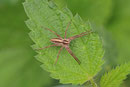 Listspinne, Pisaura mirabilis