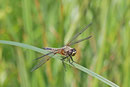 Vierfleck, Libellula quadrimaculata