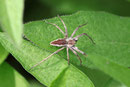 Listspinne, Pisaura mirabilis