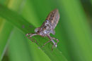 Exuvie einer Edellibelle, Aeshna sp.
