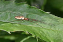 Streckerspinne, Tetragnatha montana